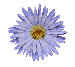 Violet flower chamomile on a white isolated background with clipping path. Closeup no shadows. Garden flower.