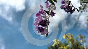 Violet flower photo