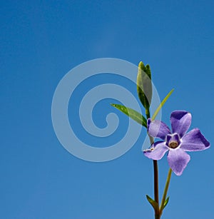 Violet flower close up