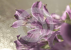 violet flower close-up macro bokeh background water drops light