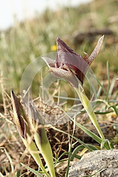 Violet flower closeup