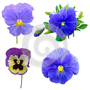 Violet flower collection. Pansies on White background. flower Pa