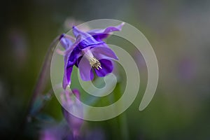 Violet flower of common columbine (Aquilegia vulgaris) in a wild meadow, macro shot, green background, copy space