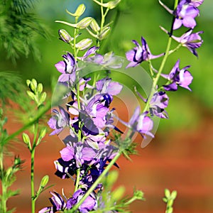 Violet flower: Consolida ajacis or doubtful knight`s spur, rocket larkspur photo