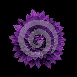 Violet flower dahlia on the black isolated background with clipping path. Closeup. no shadows. For design.