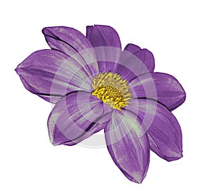 Violet flower dahlia on white isolated background with clipping path. No shadows. Closeup.
