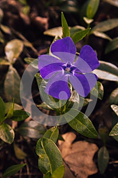 A violet flower decorates the forest edge photo