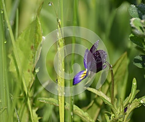 Violet flower and dew drops in the garden