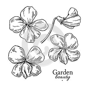 Violet flower drawing. Vector hand drawn engraved floral set. Vi photo