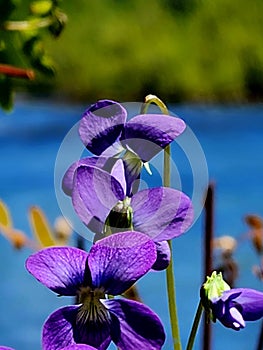 Violet flower Emory River nature art