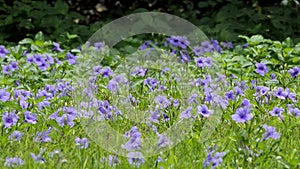 Violet flower in field.