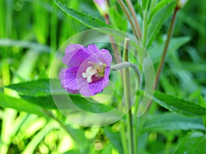 Violet flower in field, Lithuania