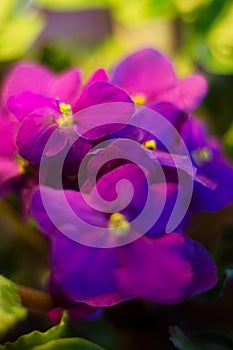 Violet, flower, flowers, naturel, colors, amethyst, beautiful, shades of blue, plants, viola, leaves, bedding plants, ecology, orn photo