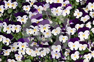 Violet, flower, flowers, naturel, colors, amethyst, beautiful, shades of blue, plants, viola, leaves, bedding plants, ecology, orn photo