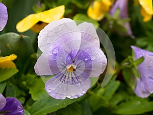 The violet flower of the garden pansy Viola tricolor var. hortensis