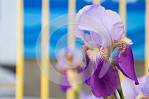 Violet Flower of German Iris in spring, Iris germanica
