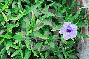 Violet flower green background nature