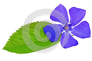 Violet flower on green leaf .Closeup on white background.