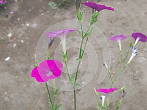 A Violet flower in a hanging pot from top angle.