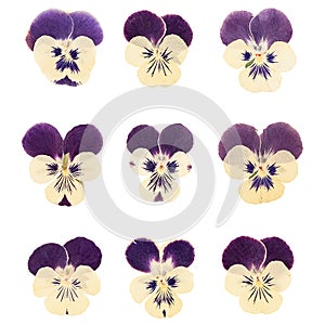Violet flower heads