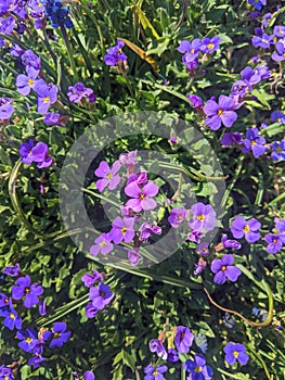 Violet flower Ã¢â¬â Hesperis matronalis Dame`s Rocket: Minnesota Wildflowers