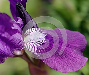 Violet flower iris