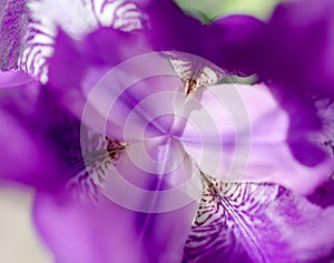 Violet flower iris 