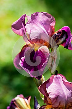 Violet flower iris