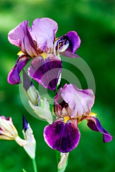 Violet flower iris