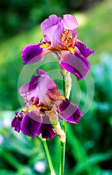 Violet flower iris
