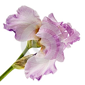 Violet flower of iris, isolated on white background