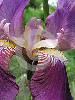Violet flower , Iris