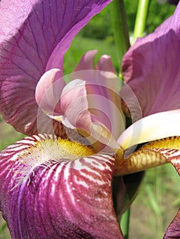 Violet flower , Iris
