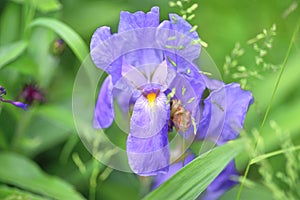 Violet flower irises- nature spring sunny background. Soft focus with bokeh