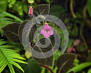 Violet flower macro background
