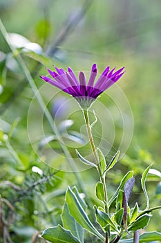 Violet flower at a meadow symbolizing fragility