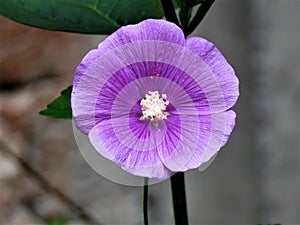 Violet flower that means lucid thought and peace of mind photo