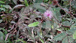 Violet flower mimosa pudica sensitive plant, Touch Me Not plant at Kerala, India