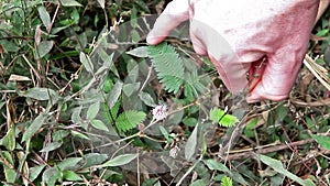 Violet flower mimosa pudica sensitive plant, Touch Me Not plant at Kerala, India