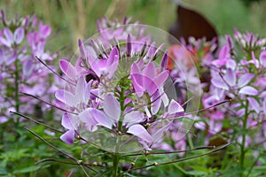 Violet flower mountain lilac flower