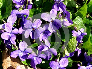 Violet flower in nature