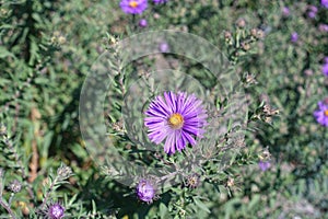 Violet flower of New England aster