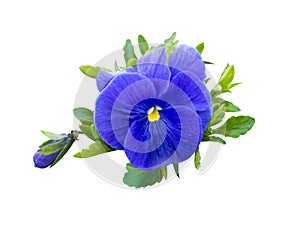 violet flower . Pansies on White background. flower Pansy