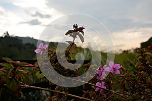 Violet flower in paradise