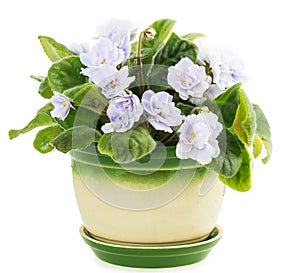 Violet flower pot