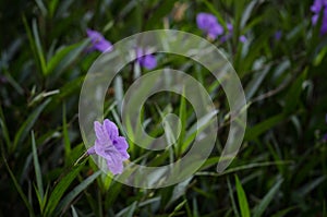 Violet flower,purple flowers in wild nature