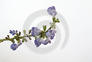 violet flower of a Salvia Uliginosa