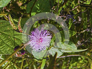 Violet flower of sensitive plant.
