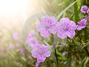 Violet flower spring time with sunlight