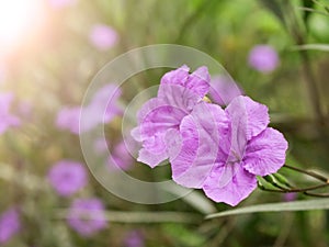 Violet flower spring time with sunlight